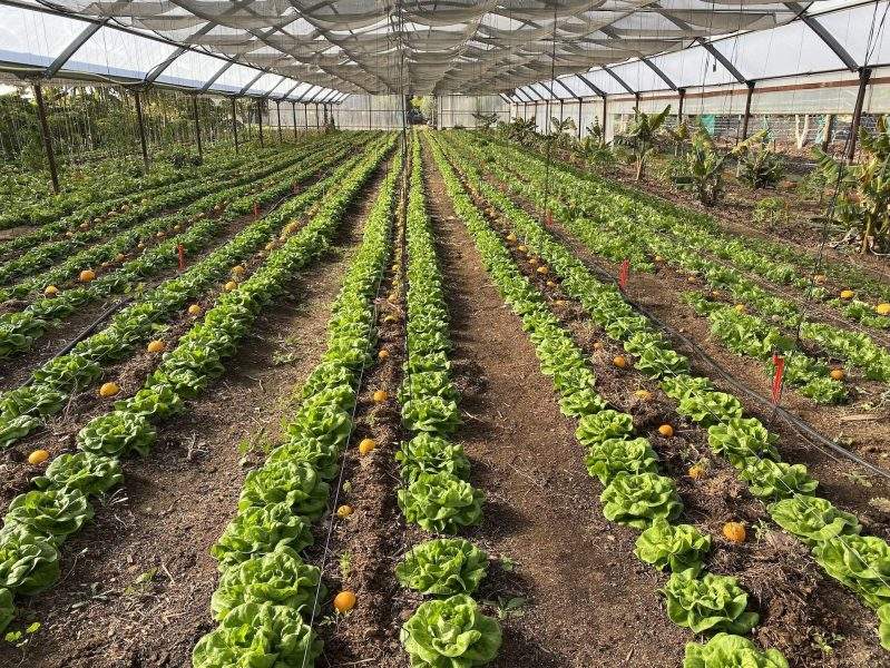 A greenhouse with rows of crops at Los Angeles farm Sow A Heart